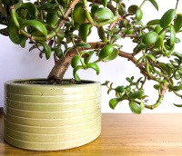 Donice, Donica Agawa okrągła